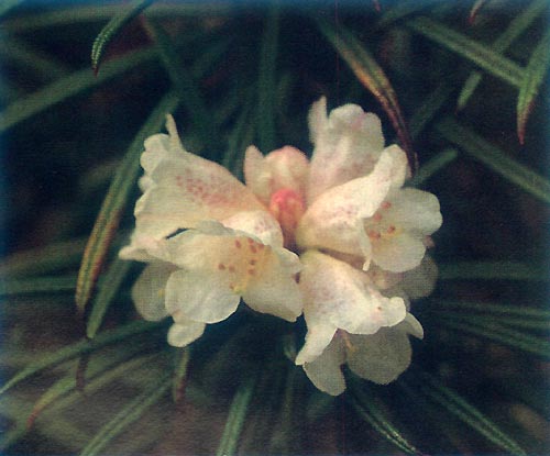 R. roxieanum var. oreonastes