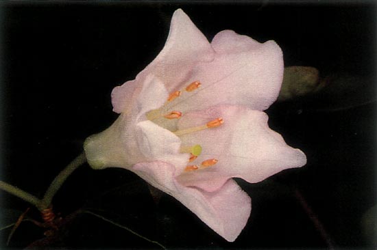 R. 'Arthur's Choice' x R. ovatum
flower