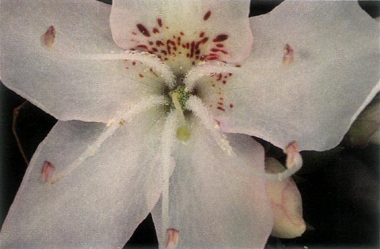 R. ovatum flower