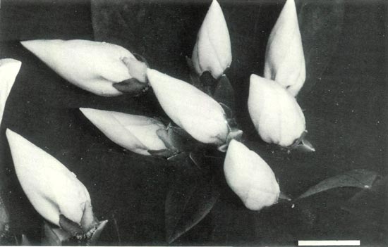 R. ovatum buds
