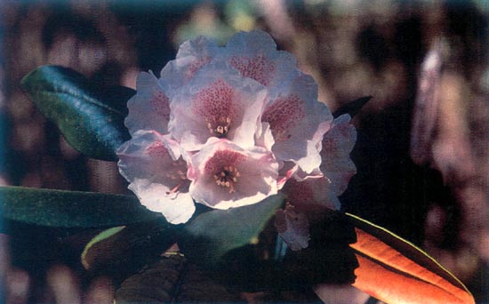 R. phaeochrysum var. agglutinatum