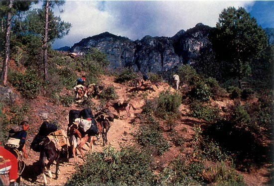 Mule pack train out of Old Muli