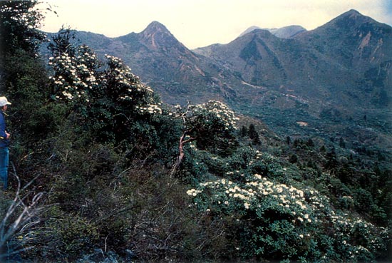 Muli range with R. phaeochrysum