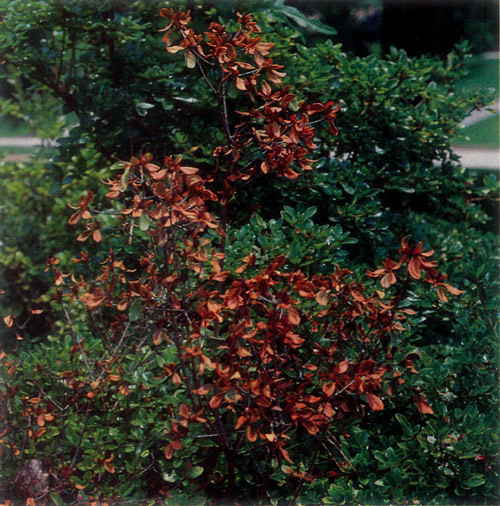 Phomopsis dieback in azalea