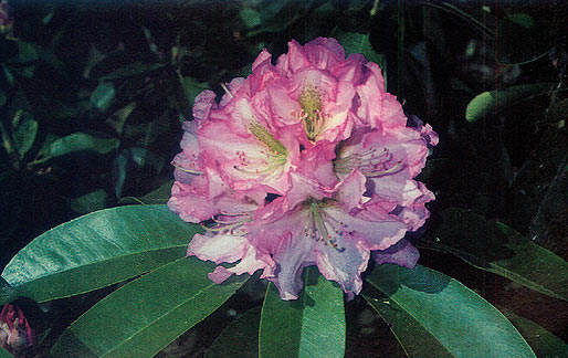 R. 'Parker's Pink' AE