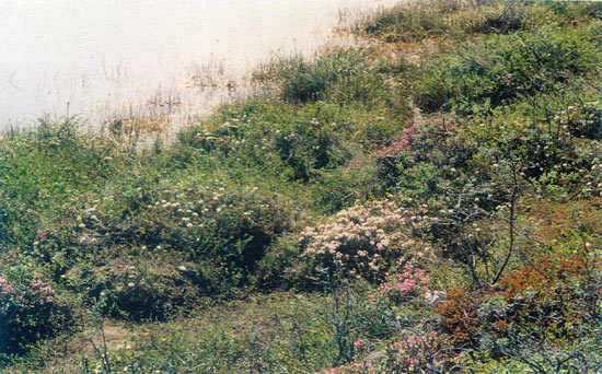 R. vanhoeffeni grows together with 
R. lapponicum and L. palustre ssp. decumbens