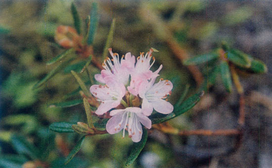 R. vanhoeffeni flower truss