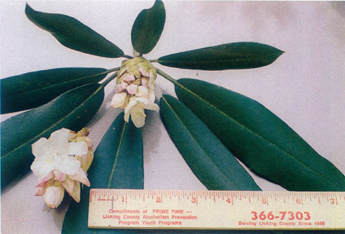 Rhododendron maximum in 
Fairfield County, Ohio