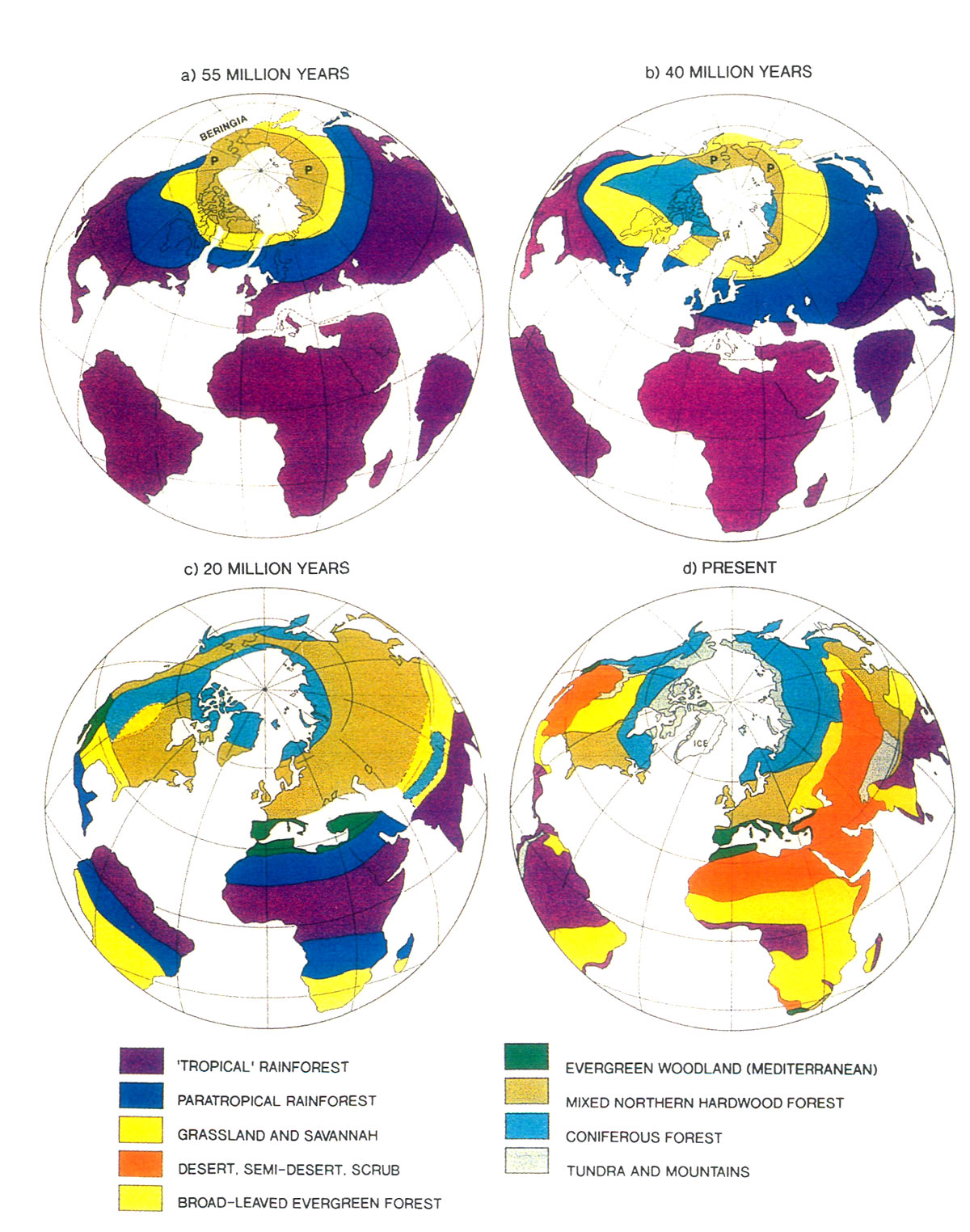 Figure 5. Positions of continents 
and their vegetational zones