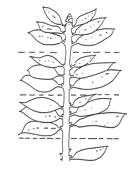 Adult Oberea myops.