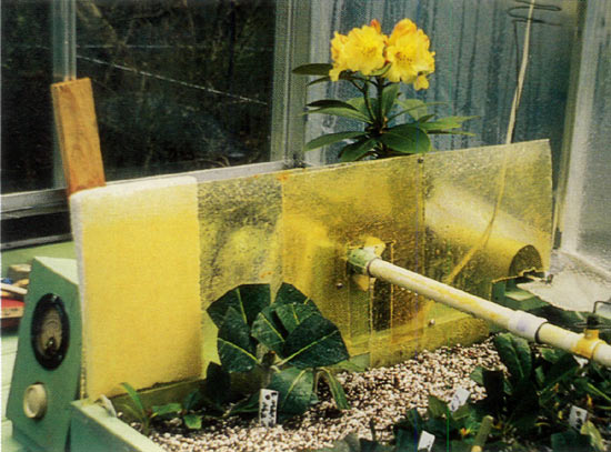 Figure 5. Left area of propagator 
being planted