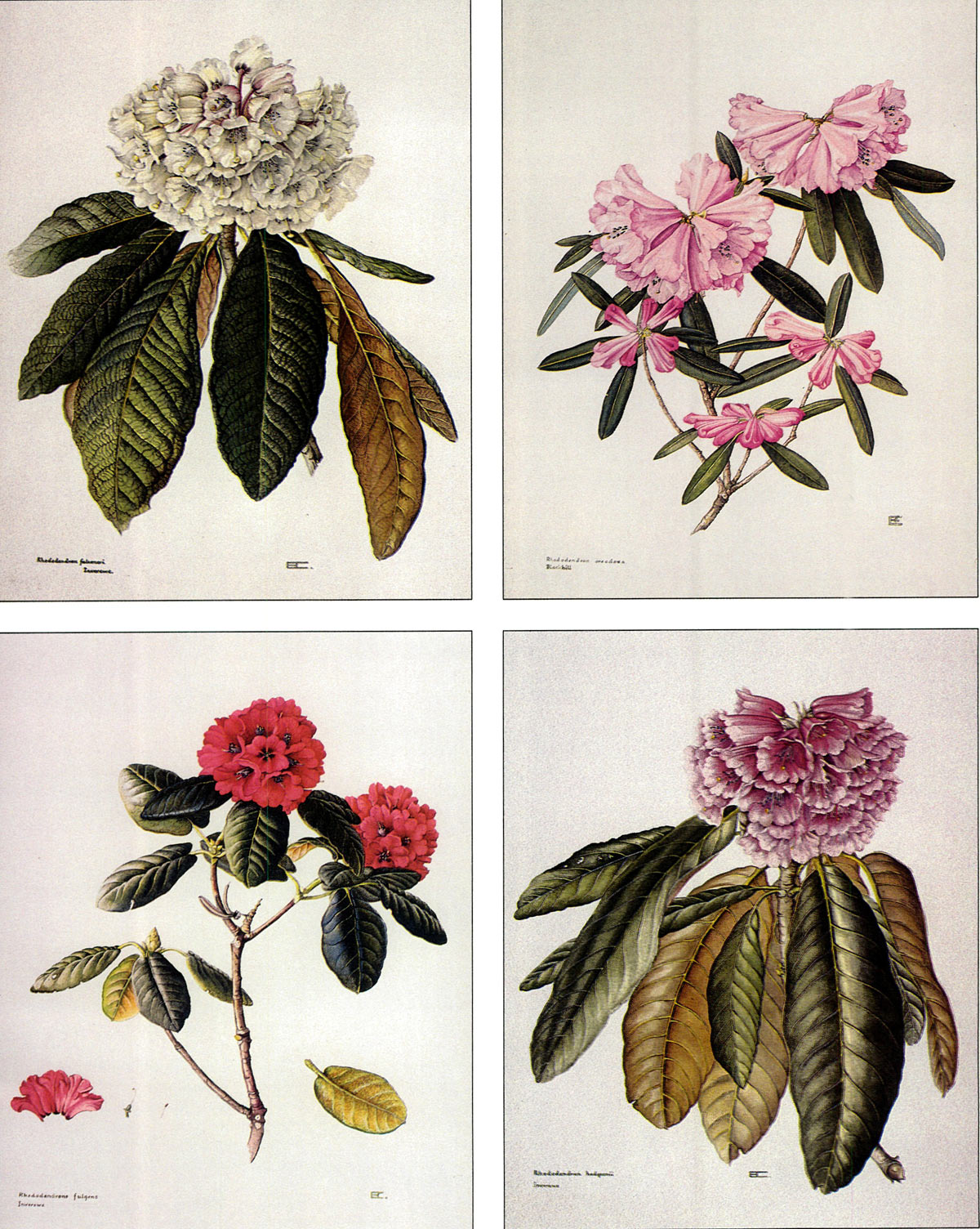 Rhododendron 
illustrations by Cameron
