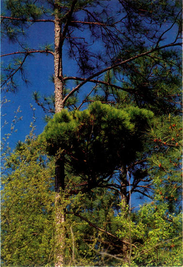 Typical pine witches'-broom