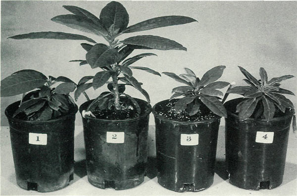 R. 'Venda Kee' seedlings were stimulated
into accelerating growth, reaching size parity with controls by one year