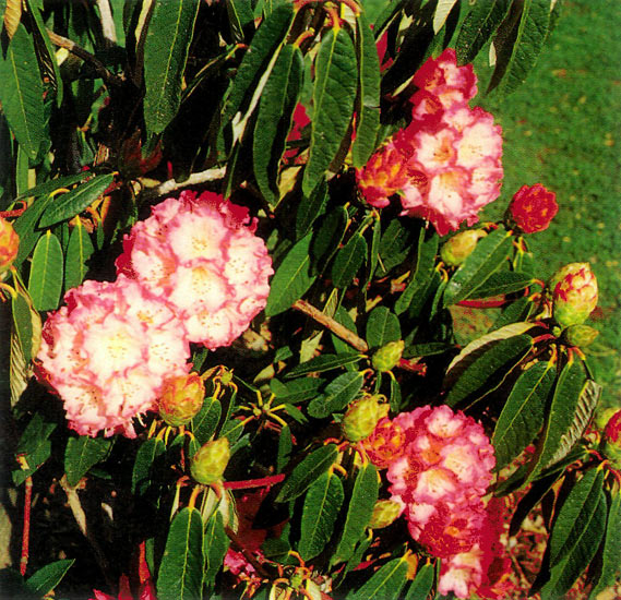 R. arboreum cinnamomeum Campbelliae 
Group