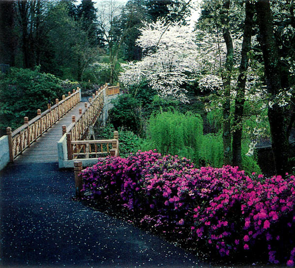 The approach to the new 
bridge at Crystal Springs Rhododendron Garden