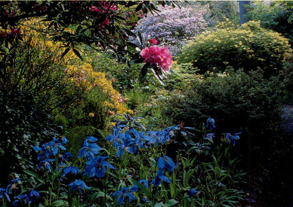 Rhododendrons and Meconopsis in the 
Peace Plot at Inverewe Garden.