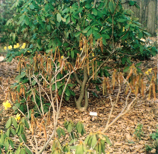 Rhododendrons winter damaged
