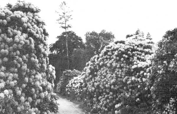 Hybrid rhododendrons at Knapp Hill