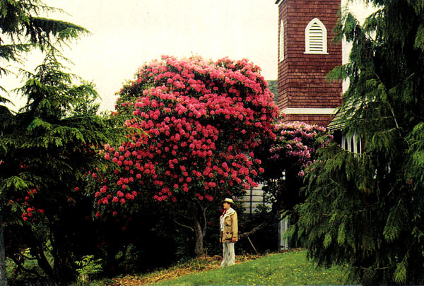 R. 'Cynthia' planted in 1922 
at the Tofino Anglican Church in Tofino, BC