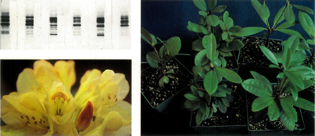 Figure 3. Fingerprints of six seedlings 
of 'Adele's Yellow', selfed.