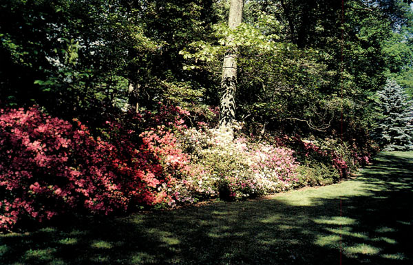 Ten Oaks Azalea Arboretum