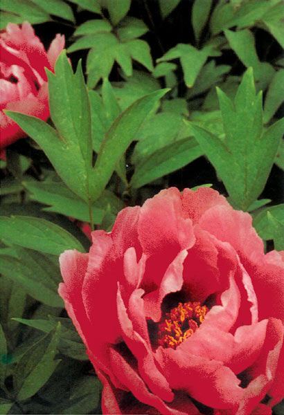 Tree peony in late spring