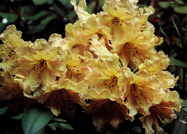 Rhododendron 'Witches Butter'