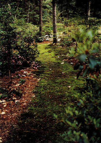 Moss garden path