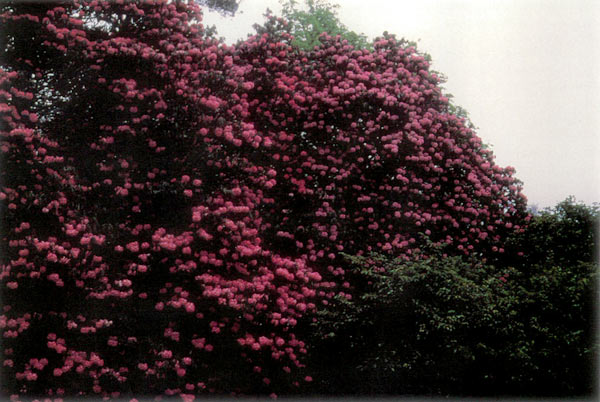 R. arboreum