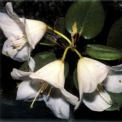 White flowered Rhododendron 
williamsianum