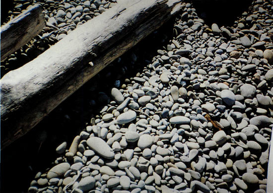 Rocks at Kalaloch 
Beach, Washington