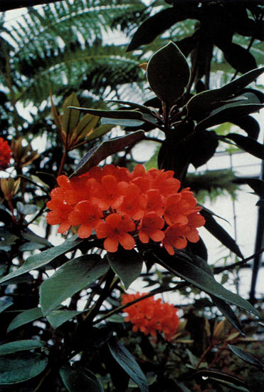 R. polyanthemum
