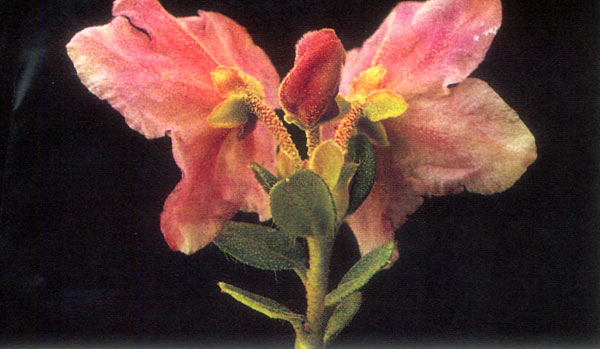 R. calostrotum ssp. riparium