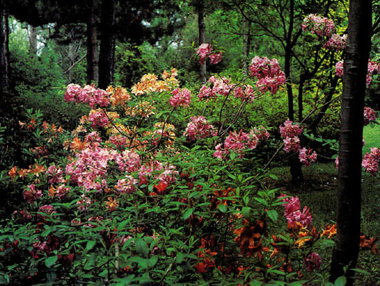 Dave Hinton's azalea seedlings in 
Rhododendron Woods, Orono, Ontario