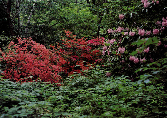 Evergreen azalea R. kaempferi,
Woodland Nursery, Mississauga, Ontario