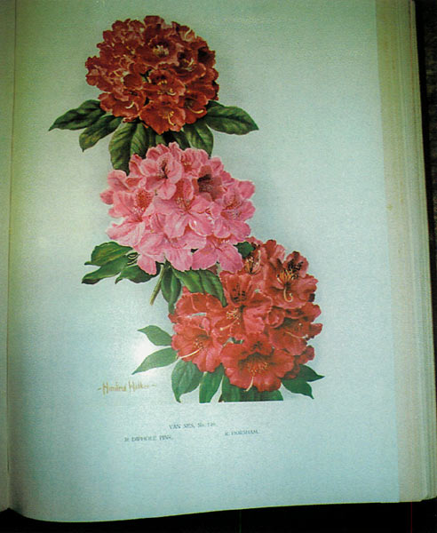 Color plate from Rhododendrons 
by J.G. Millais, 1917. Van Nes No. 149, R. 'Diphole Pink', R. 'Horsham'.