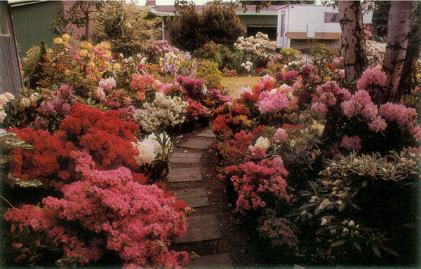The author's garden in
Tacoma, Washington