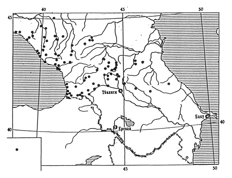 Figure 7. Occurrence of 
Rhododendron luteum in Caucasus.