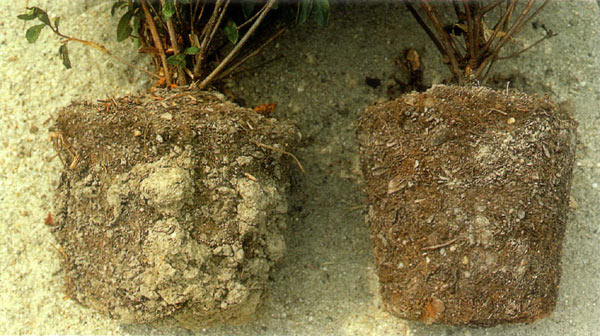 Figure 3. More soil clings to root ball of 
azalea from copper-treated container.