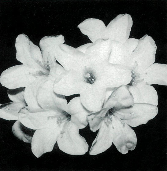 Inflorescence of the hybrid 
R. loranthiflorum 'Sri Chinmoy' x R. laetum