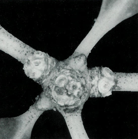 Stem after flowering 
showing three inflorescences, one central and two lateral.