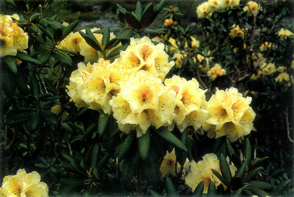 A new variety of R.
phaeochrysum was discovered in Tibet in 1997