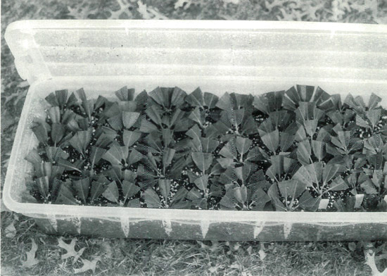Figure 1. Container with cuttings.