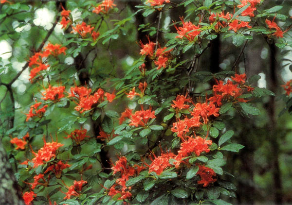 R. prunifolium in its
most common orange-red color.