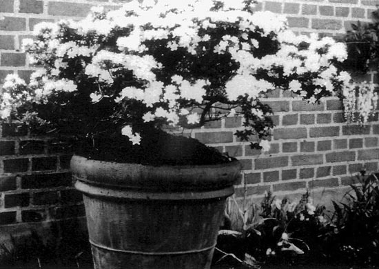 R. kiusianum var.
kiusianum in a terracotta pot