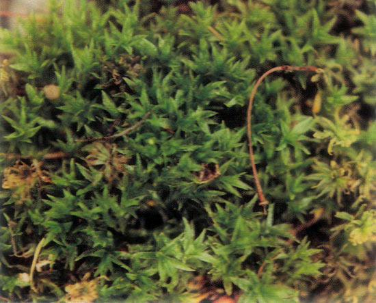 Haircap moss