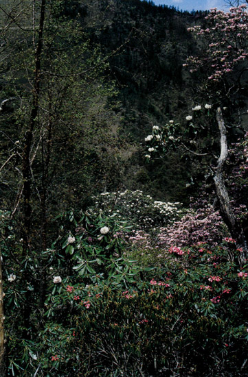 Rhododendrons in Yunnan China