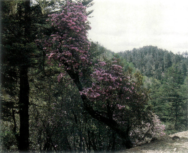 R. rubiginosum in Yunnan China
