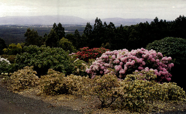 Australian hybrid section of the National
Rhododendron Gardens, Olinda